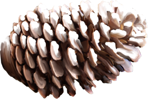 Pine cone PNG-13360
